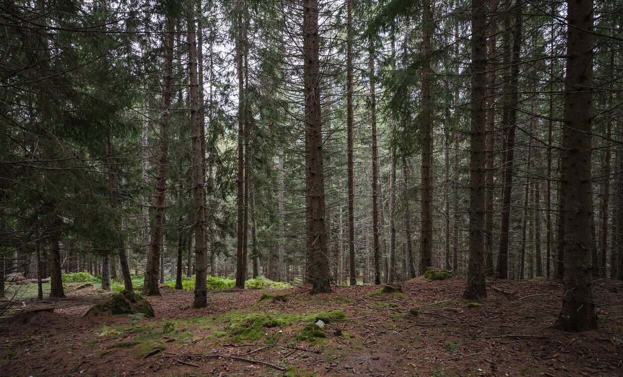 I boschi nel Parco Nazionale dello Stelvio | © Giacomo Podetti, APT Valli di Sole, Peio e Rabbi