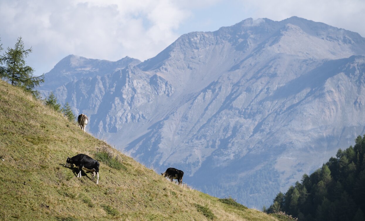 Pascoli di Malga Val Comasine | © Giacomo Podetti, APT Valli di Sole, Peio e Rabbi