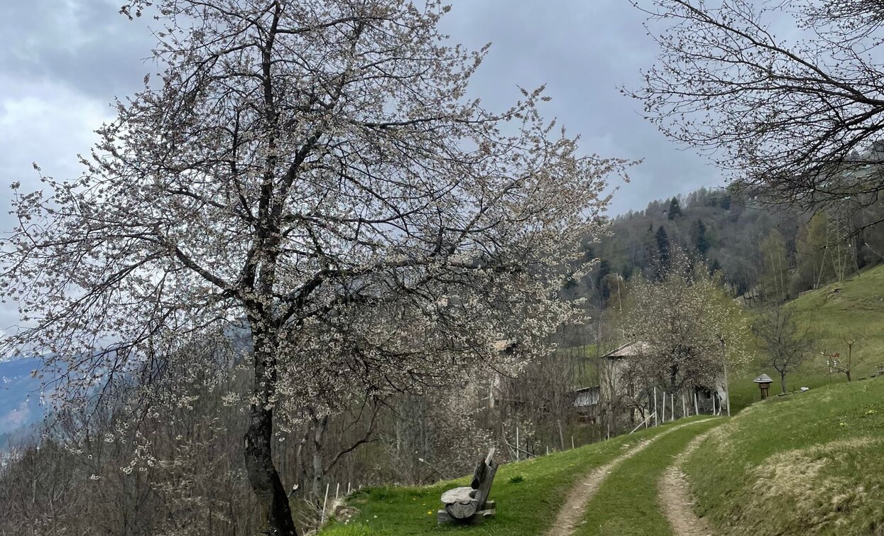 © Azienda Turismo Val di Sole, APT Valli di Sole, Peio e Rabbi