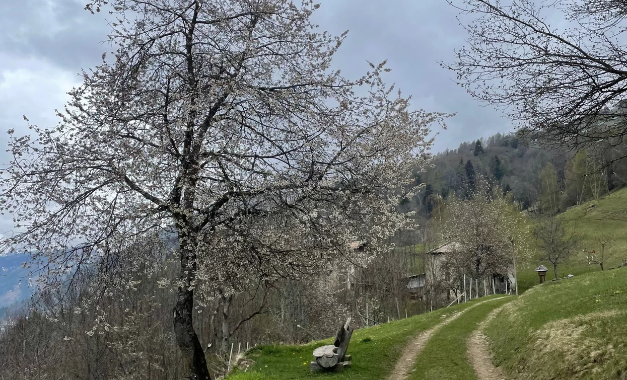 © Azienda Turismo Val di Sole, APT - Valli di Sole, Peio e Rabbi