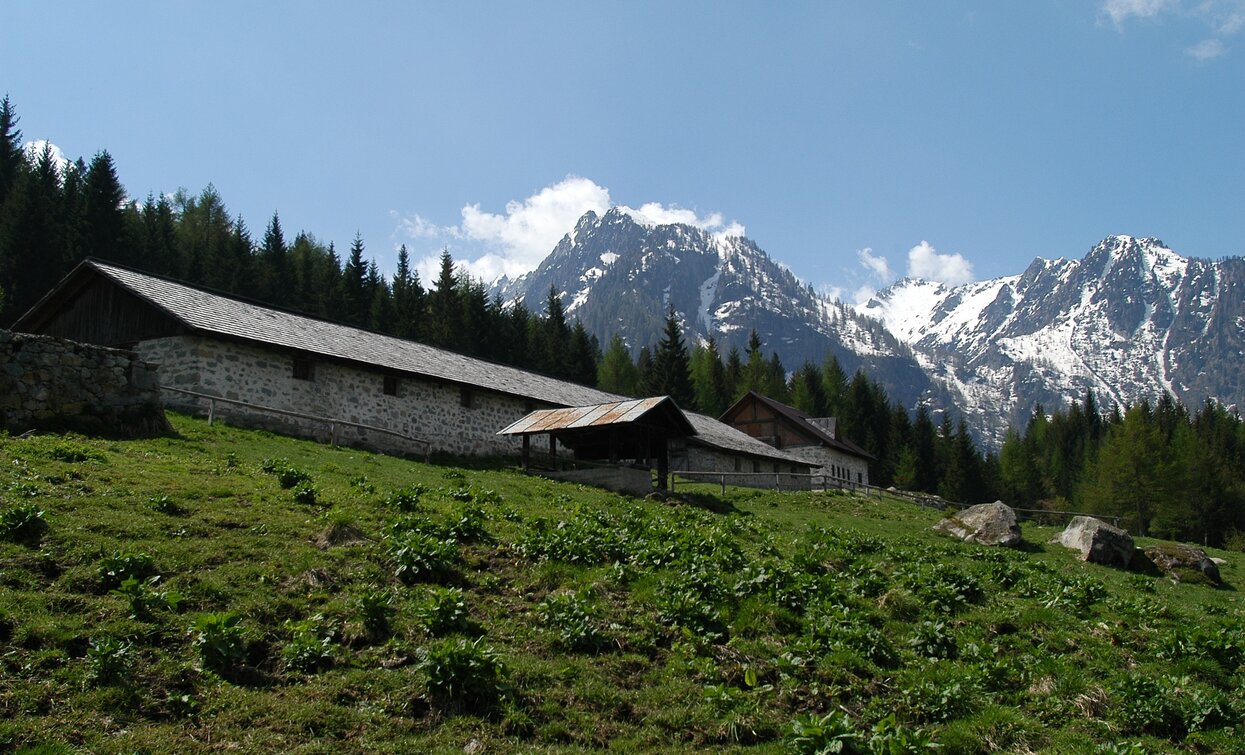 Malga Alta di Fazzon | © T. Mochen, APT Valli di Sole, Peio e Rabbi