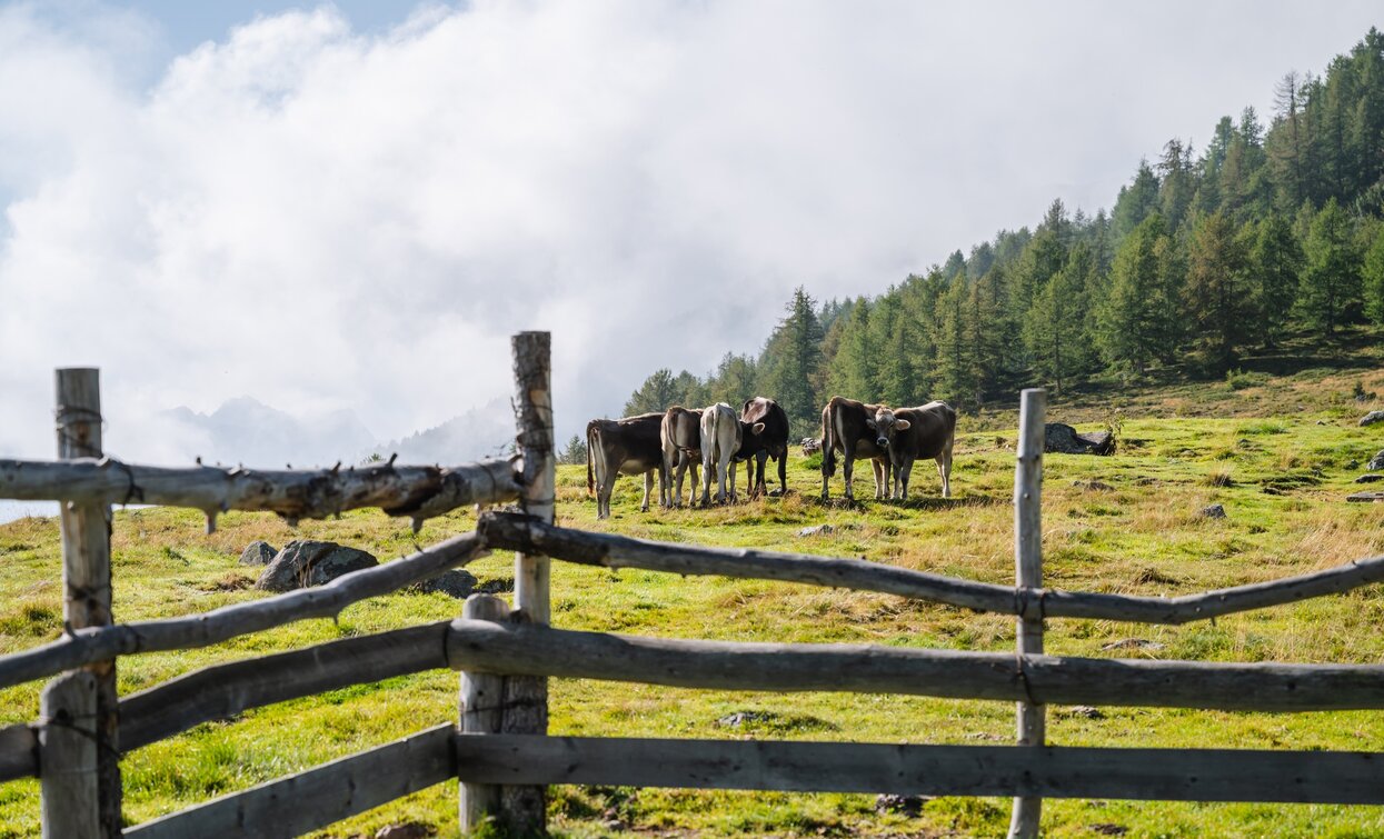 Malga Val Comasine | © Giacomo Podetti, APT Valli di Sole, Peio e Rabbi