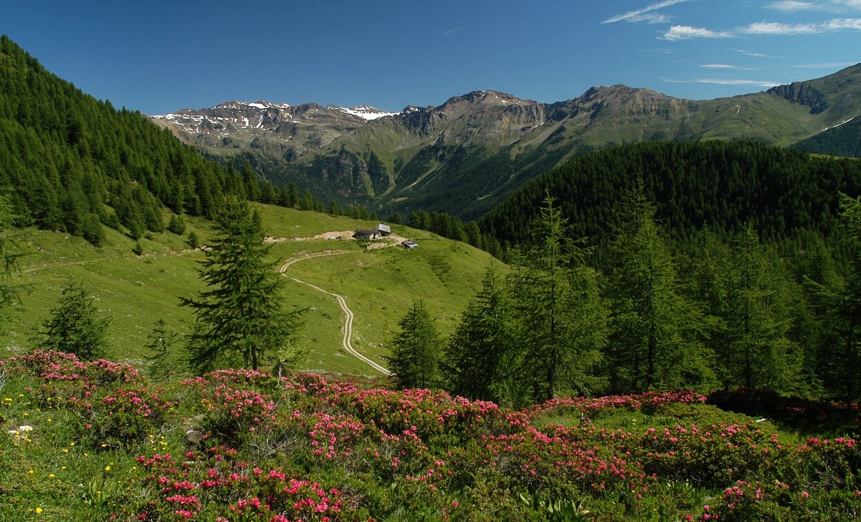 Val Comasine | © T. Mochen, APT Valli di Sole, Peio e Rabbi