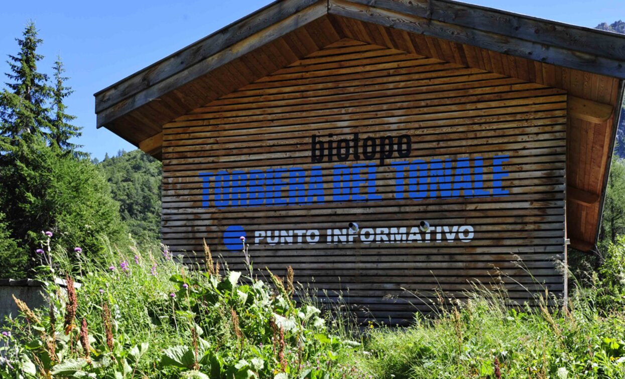 Torbiera del Tonale | © Azienda Turismo Val di Sole, APT Valli di Sole, Peio e Rabbi