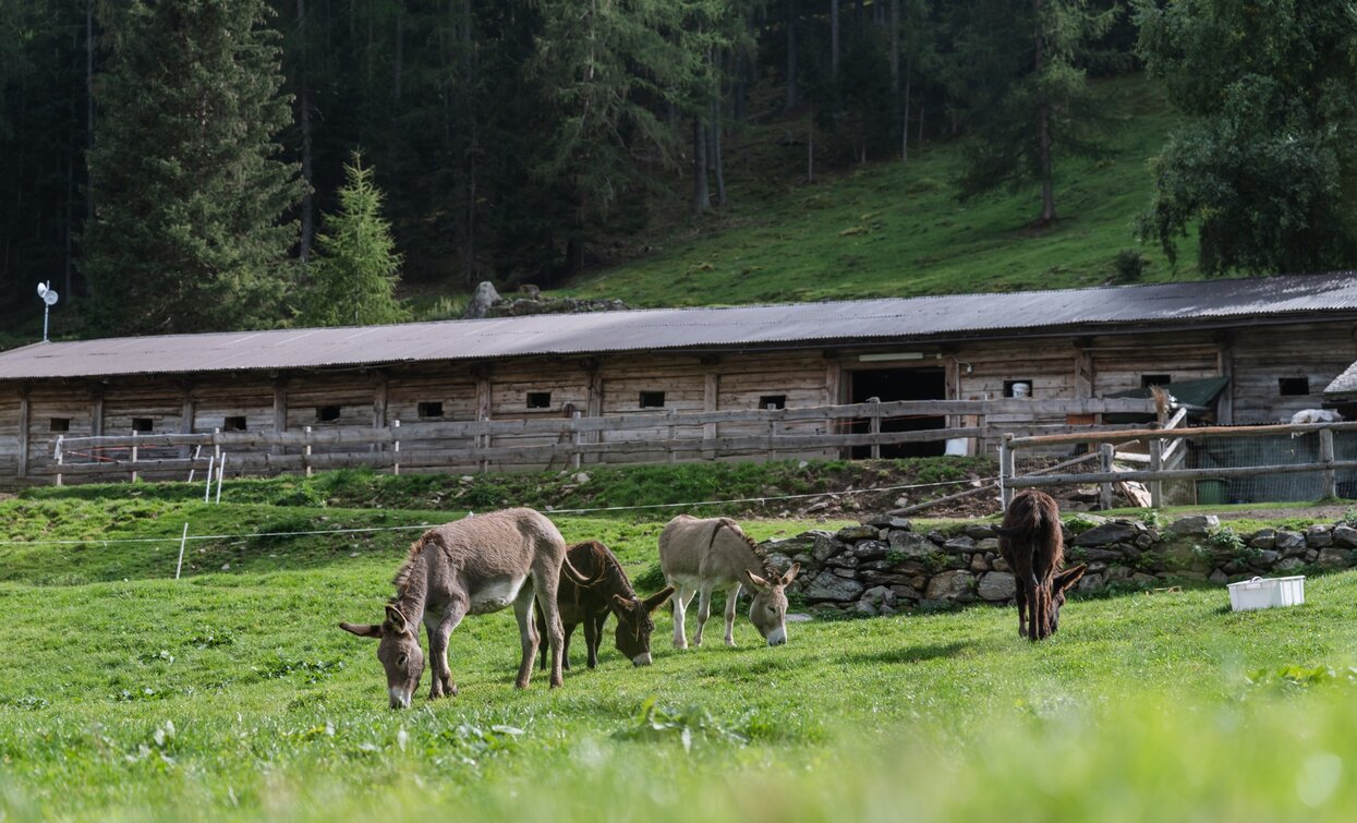 Malga Fratte Bassa | © G. Podetti, APT Valli di Sole, Peio e Rabbi