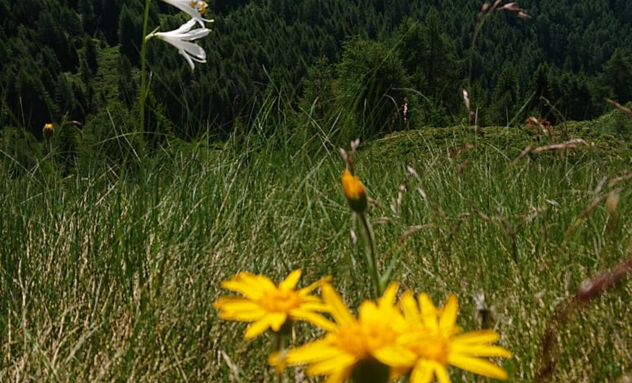 © Azienda Turismo Val di Sole, APT - Valli di Sole, Peio e Rabbi