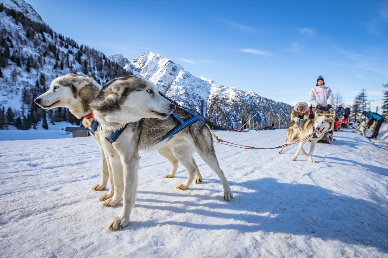 Sleddog  | © Archivio APT Val di Sole - Ph Tommaso Prugnola 