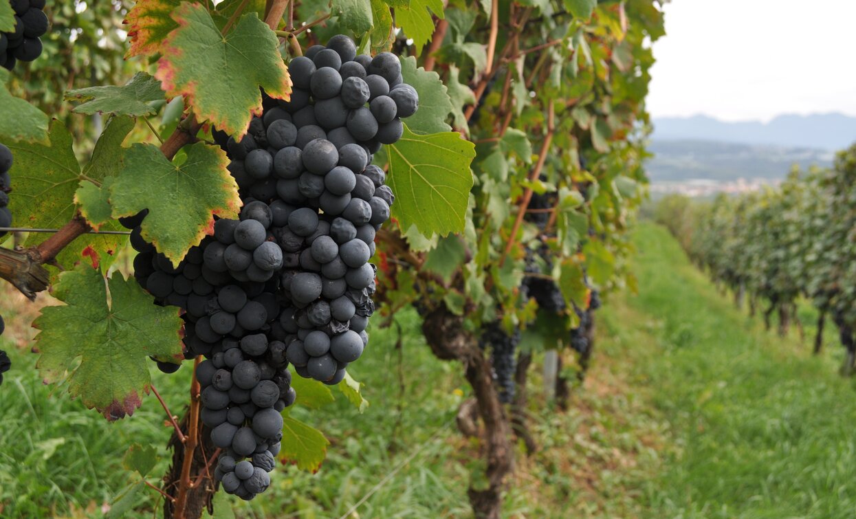 WOW experience autunno - Emozioni di Groppello | © Archivio Strada della Mela e dei Sapori