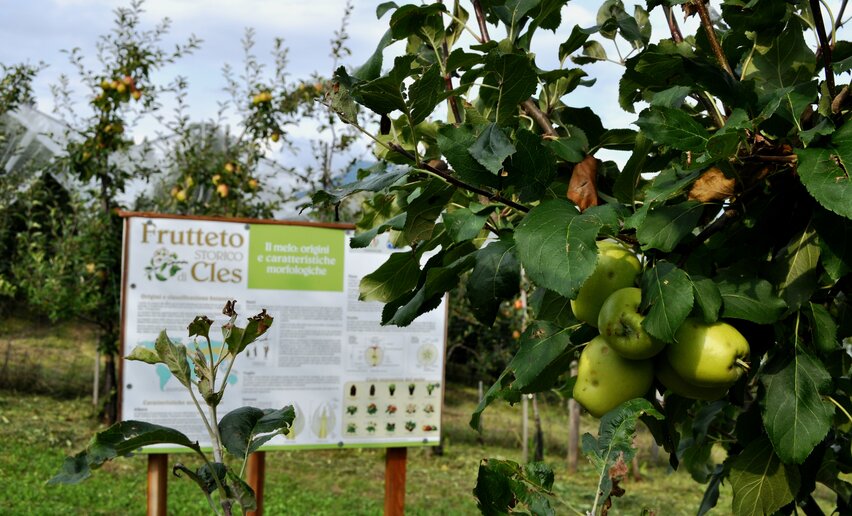 WOW experience autunno - Frutteto antico | © Archivio Strada della Mela e dei Sapori