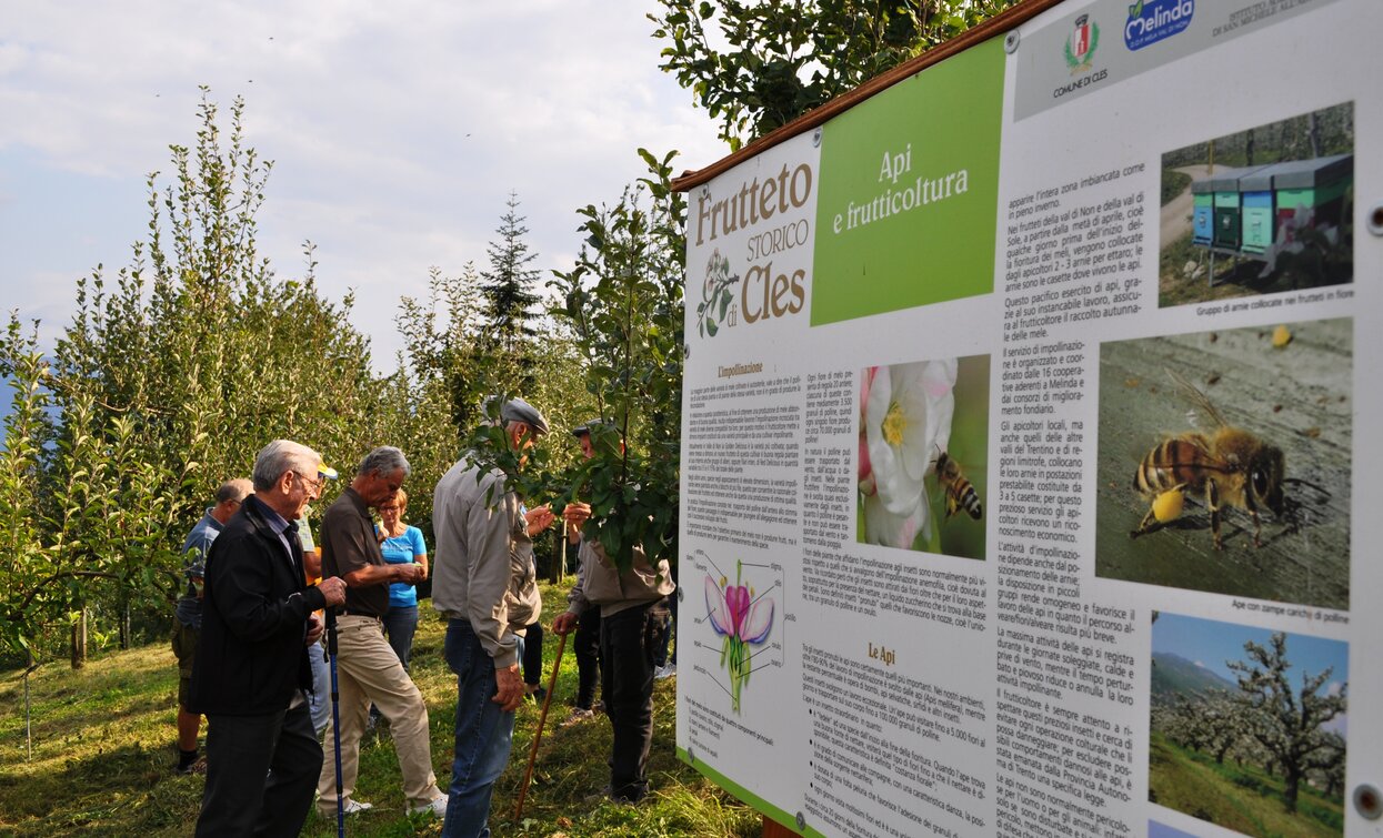 WOW experience autunno - Frutteto antico | © Archivio Strada della Mela e dei Sapori