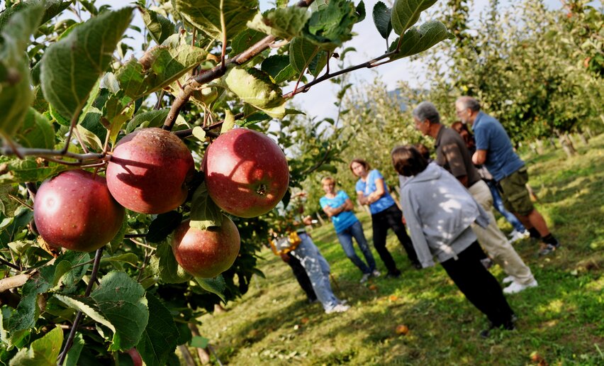 WOW experience autunno - Frutteto antico | © Archivio Strada della Mela e dei Sapori