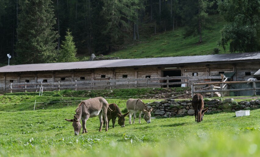 Malga Fratte | © Archivio APT Val di Sole - ph Giacomo Podetti