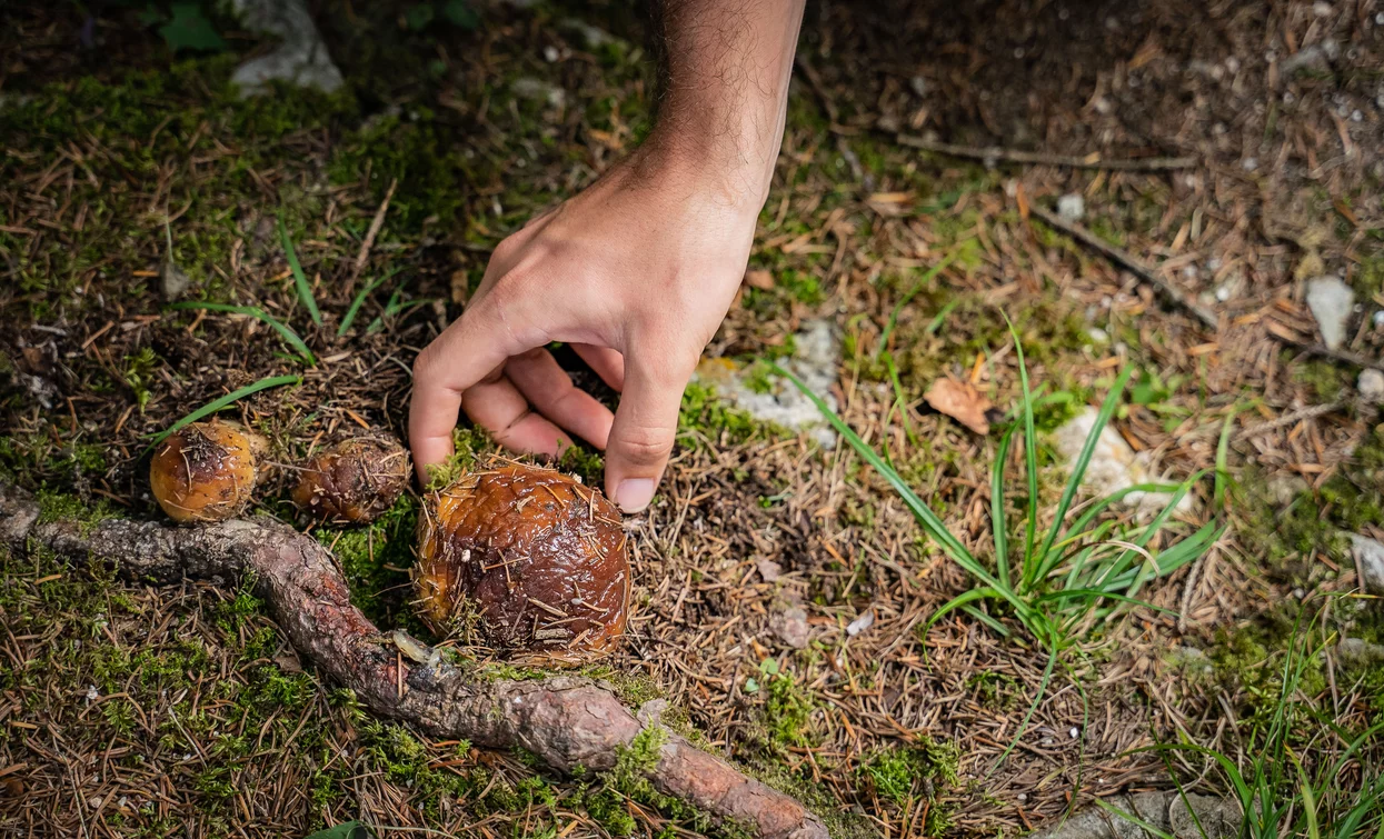 Raccolta Funghi in Val di Sole | © Archivio APT Val di Sole - Ph Tommaso Prugnola