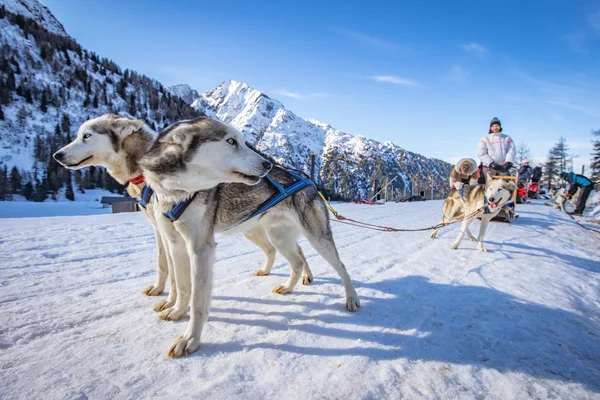 Sleddog a Passo Tonale | © Archivio APT Val di Sole - Ph Tommaso Prugnola