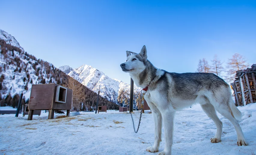 Cane husky che ti guiderà nello sleddog | © Archivio APT Val di Sole - Ph Tommaso Prugnola