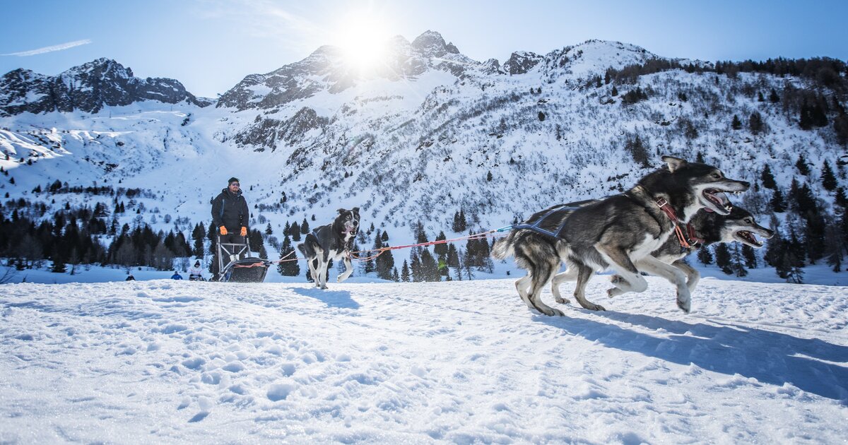 Husky Trekking e Sleddog in Val di Sole Trentino