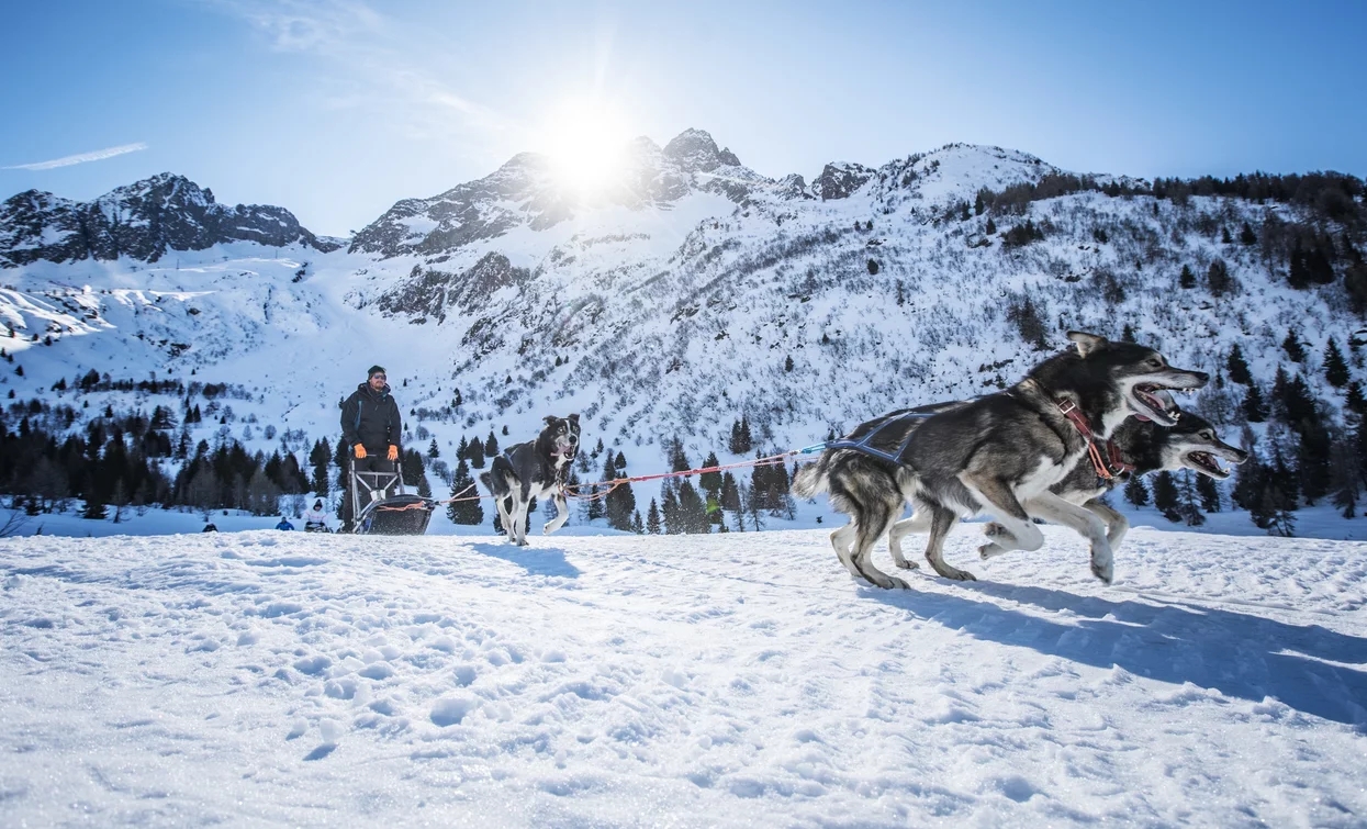 Sleddog in Val di Sole | © Archivio APT Val di Sole - Ph Tommaso Prugnola